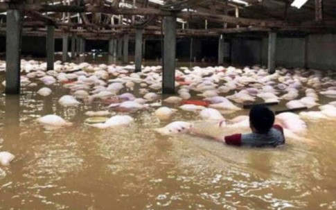 Thanh Hóa: Gần 4.000 con lợn chết nổi trắng trong mưa lũ