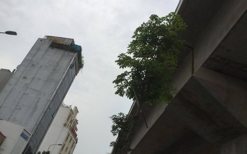 Hà Nội: Hàng cây chiêu liêu trồng dưới gầm đường sắt trên cao giờ ra sao?