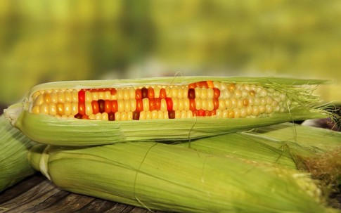 Lý do thực phẩm GMO không dán nhãn trên thị trường?