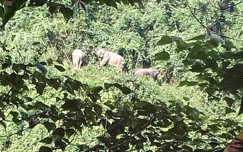 Đàn voi rừng xuất hiện ở Quảng Nam
