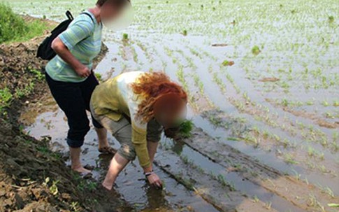 Xem khách Tây chi bộn tiền để được cấy lúa ở Triều Tiên