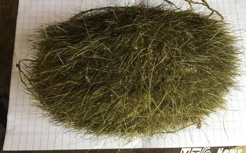 Mổ lợn nuôi 10 năm phát hiện vật lạ nghi trư sa quý hiếm