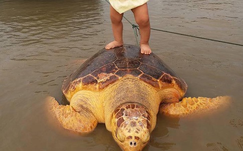Rùa màu vàng 70kg xuất hiện ở vùng biển Quảng Trị