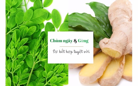 Ngăn ngừa 8 căn bệnh chết người này nhờ bài thuốc kết hợp từ lá chùm ngây và gừng