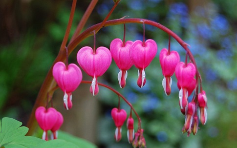 Mê mẩn trước vẻ quyến rũ của loài hoa tuyệt đẹp nhưng mang dáng hình trái tim tan vỡ