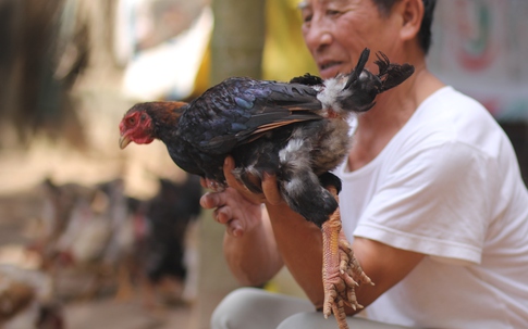 Cận cảnh giống gà "Sách Đỏ" đầu tiên của Việt Nam