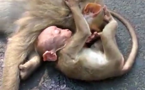 Khỉ con đau buồn ôm chặt xác mẹ bị xe đâm