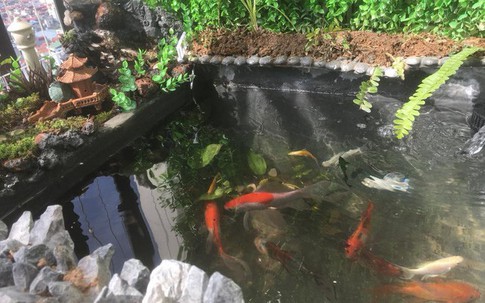 Ông bố khéo tay chế bể cá cảnh sang chảnh từ thùng xốp mua đầy ngoài chợ