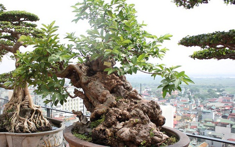 Đại gia Việt vung triệu đô mua cây ổi, cây sung, cây tùng để chứng tỏ độ "ngông" không ai bằng