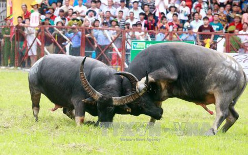 Nỗi niềm "chọi trâu"
