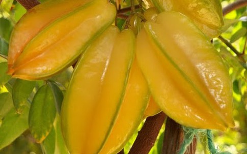 Bất ngờ công dụng của quả khế nhiều người thường bỏ qua
