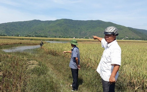 Vụ 57ha lúa bị ngập úng ở Thanh Hóa: Dân bức xúc khi công ty bảo hiểm  từ chối trách nhiệm