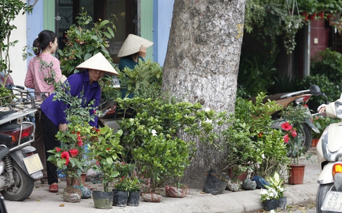 Lộn xộn chợ hoa, cây cảnh trên phố Hoàng Hoa Thám