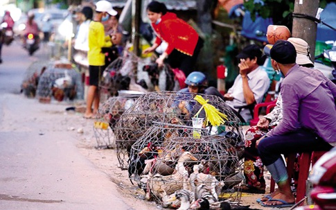 Tập trung phòng chống virus cúm A/H7N9