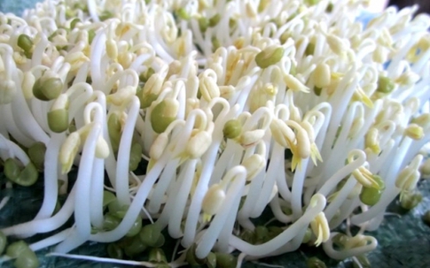 Cách nhận biết 5 loại rau hay bị phun hóa chất