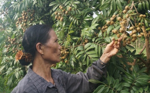 Nhãn chín muộn ra toàn lá, dân "mếu máo" vì thất thu nặng