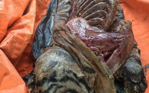 Phát hiện 5 cá thể hổ đã bị giết và được ướp lạnh