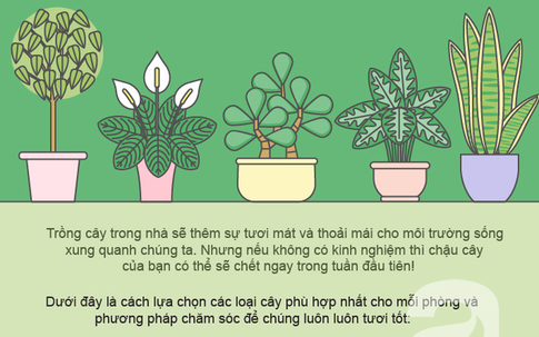 Cách chọn cây cảnh tốt nhất cho mỗi phòng trong nhà