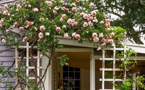 Kinh nghiệm tạo giàn hoa leo đẹp như trong mơ của cặp vợ chồng yêu hoa