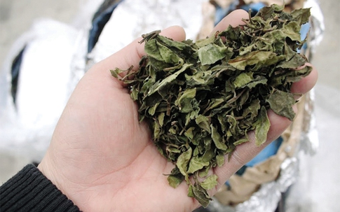 Bí ẩn loại “chè xanh” độc hại gấp 500 lần… ma túy