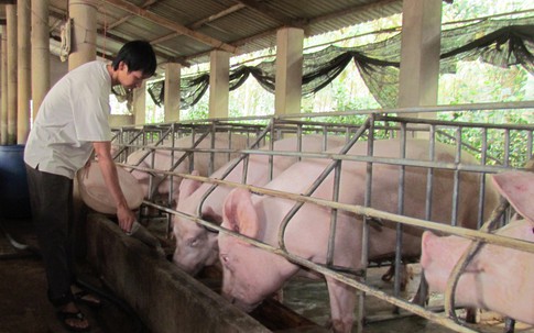 Tụt sâu dưới mức thấp nhất thế giới, giá thịt lợn chỉ còn 10.000 đồng/kg