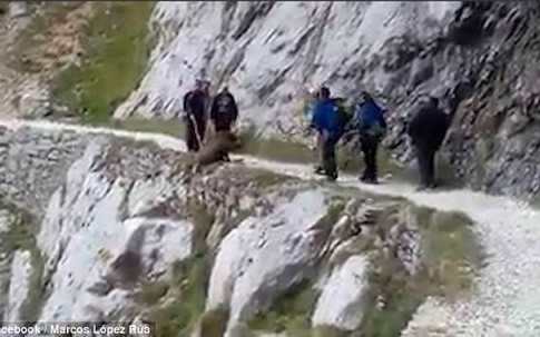 Phẫn nộ nhóm khách du lịch dồn con lợn rừng đến vách núi rồi đẩy xuống vực dẫn đến cái chết thương tâm