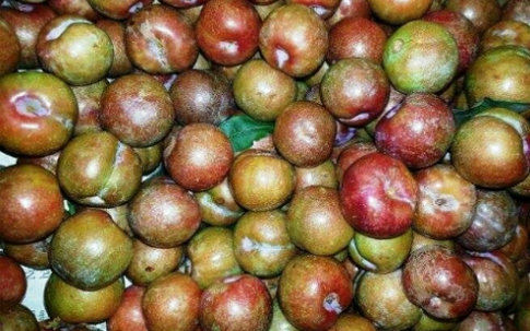 Mận Bắc vào Nam tăng giá gấp ba