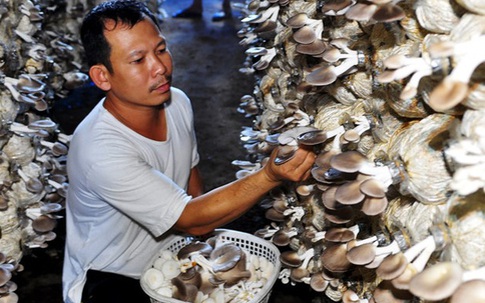 Tiền tiêu rủng rỉnh cả năm nhờ trồng loại cây hấp dẫn này