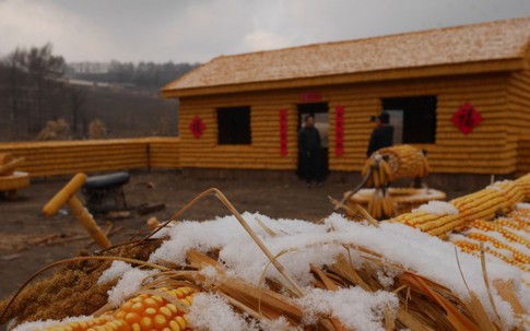 Thu thập bắp ngô về đổ đầy sân, người nông dân khiến hàng xóm choáng váng khi thấy thành quả