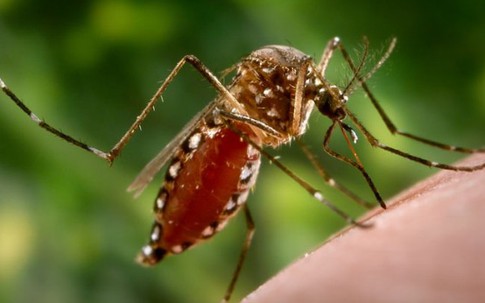 Dấu hiệu khác biệt giữa sốt virut và sốt xuất huyết ai cũng cần lưu tâm