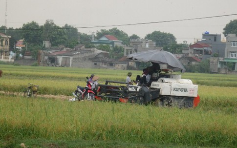 Thanh Hóa: Người dân hối hả đội mưa gặt lúa