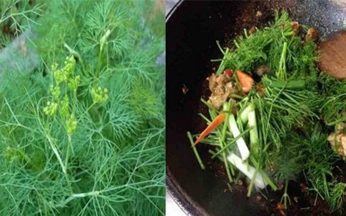 8 lợi ích sức khỏe khi ăn rau thì là