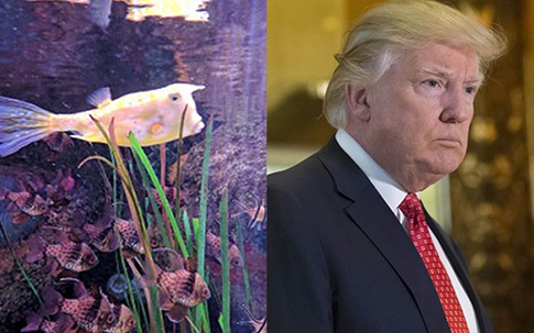 Con cá cảnh nổi tiếng vì giống Trump