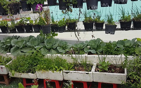Gia đình Sài Gòn đủ rau ăn với mảnh vườn 4m2 trên mái