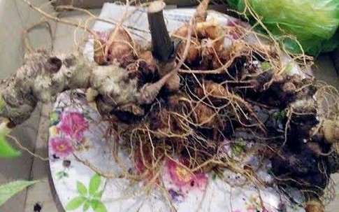 Củ sâm Ngọc Linh 400 triệu chấn động giới đại gia Bắc - Nam