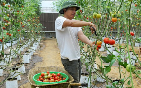 'Cà chua sạch' siêu trái ở Tây Nguyên