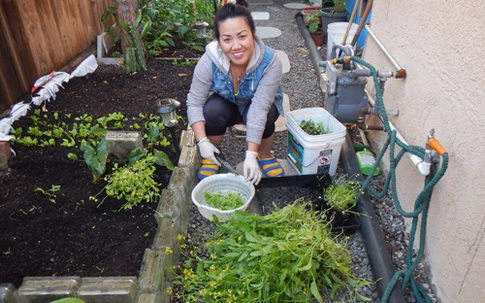 Cô chủ tiệm nail trồng vườn rau Việt ở Mỹ để bớt nhớ quê nhà