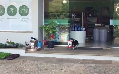 Chó tự đến cửa hàng mua thức ăn cho mình mỗi ngày