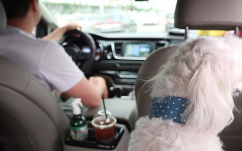 Taxi cho thú cưng ở Hàn Quốc