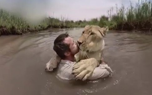 Sư tử trên bờ "vồ" người đàn ông giữa sông và diễn biến không ngờ