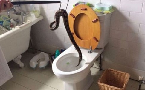 Bé trai 5 tuổi phát hiện trăn dài 91cm trong bồn cầu