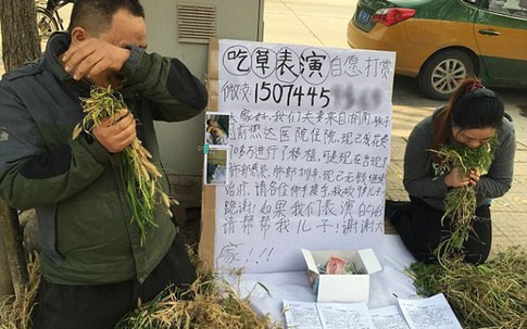 Cha mẹ ngồi ăn cỏ trên đường để gây quỹ chữa ung thư cho con