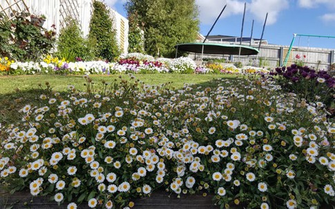 Nàng dâu Việt cải tạo vườn cỏ dại 700 m2 thành "rừng hoa"