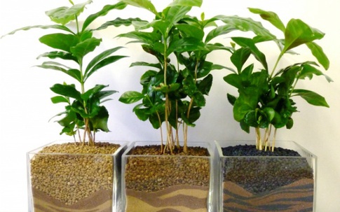 5 loại cây hút ẩm nên trồng trong nhà khi sang xuân