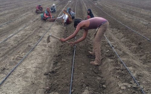 Thạc sĩ ngân hàng bỏ việc về quê làm nông dân