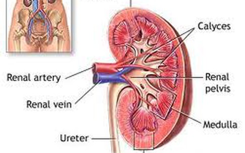 Làm gì khi tạng thận bị suy yếu?