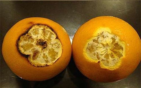 Không phải siro ho, cam nướng và cam hấp muối là hai cách trị ho tuyệt vời