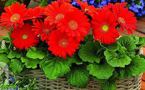 6 loại cây cảnh để trong phòng giúp bạn đặt lưng xuống là ngủ ngon lành