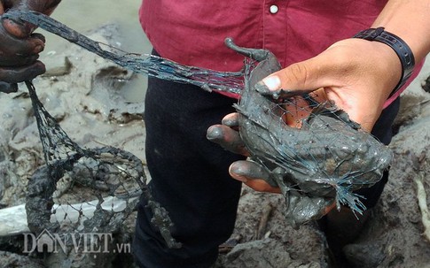 Đặc sản cá kỳ lạ nhất hành tinh: Vừa biết lặn vừa biết leo cây ở Cà Mau