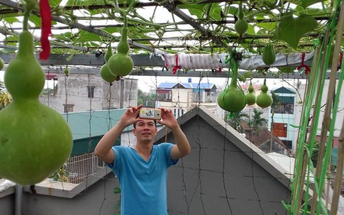 Giàn bí dưa hấu, bầu hồ lô lúc lỉu trên sân thượng 18 m2 của bà mẹ Hà Nội